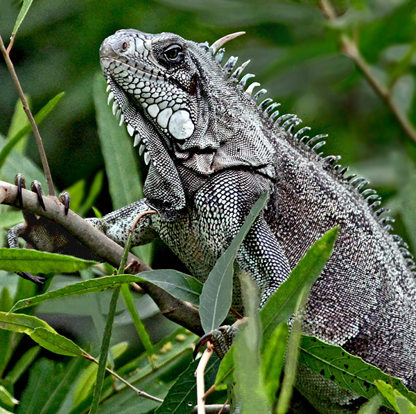 Iguana Amidst Green Plants